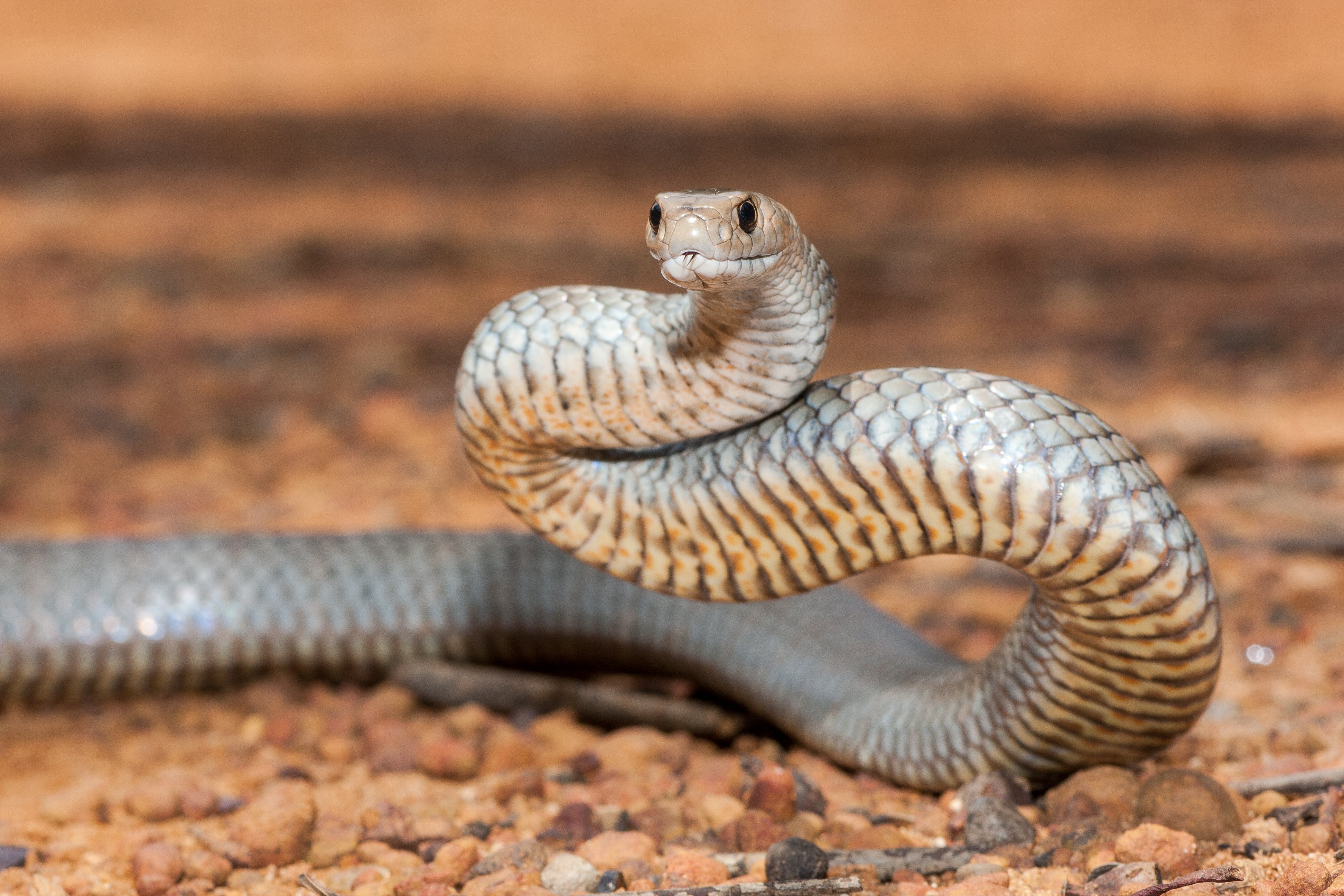 We chat with a first aid expert about snake season