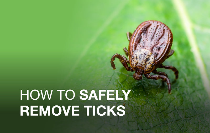 How to safely remove a tick