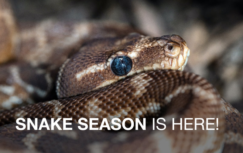 🐍  Snake season is here! 🐍