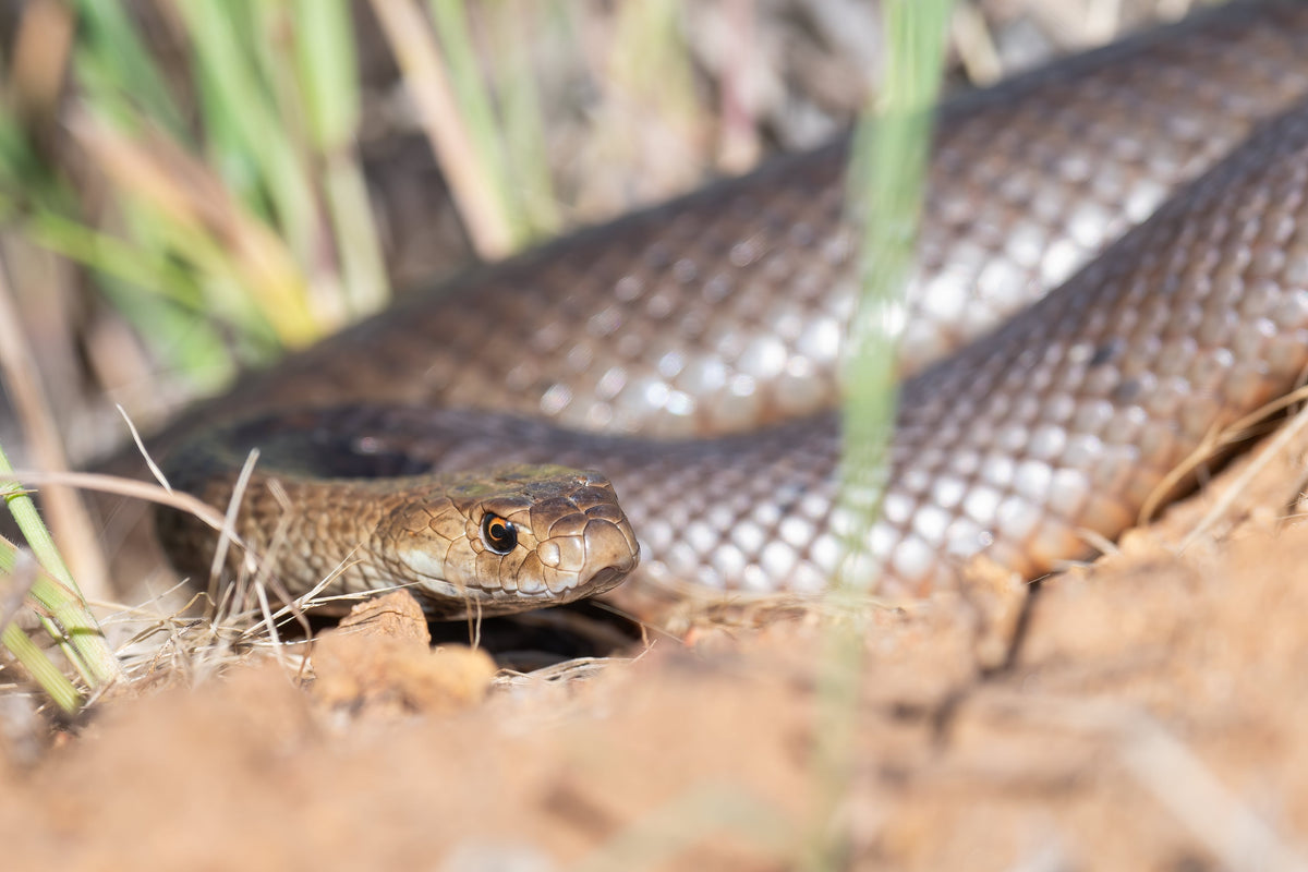 We chat with a first aid expert about snake season